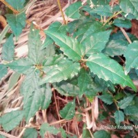 Premna procumbens Moon